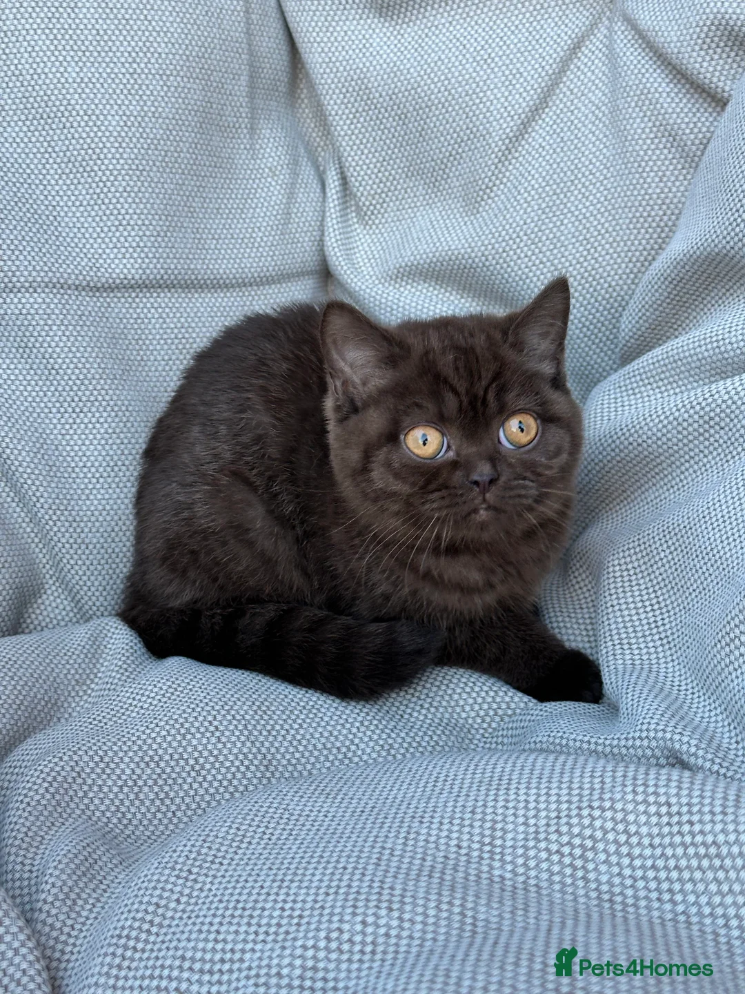 British Shorthair cats for sale: British Shorthair Chunky Chocolate Kittens🐻 - Advert 31