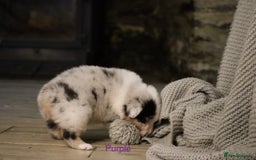 Australian Shepherd dogs for sale: Australian Shepherd Puppies  - Image 8