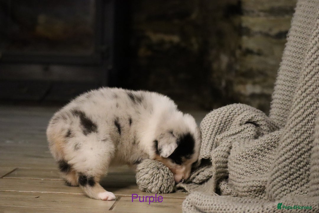 Australian Shepherd dogs for sale: Australian Shepherd Puppies  - Image 8
