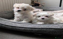 Maltese dogs for sale: Absolutely adorable Maltese girl  - Image 1