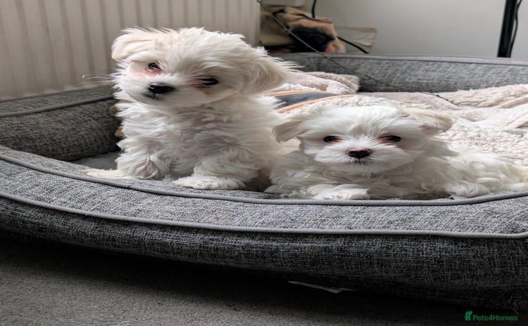 Maltese dogs - Advert 1