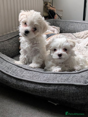 Maltese dogs - Advert 6