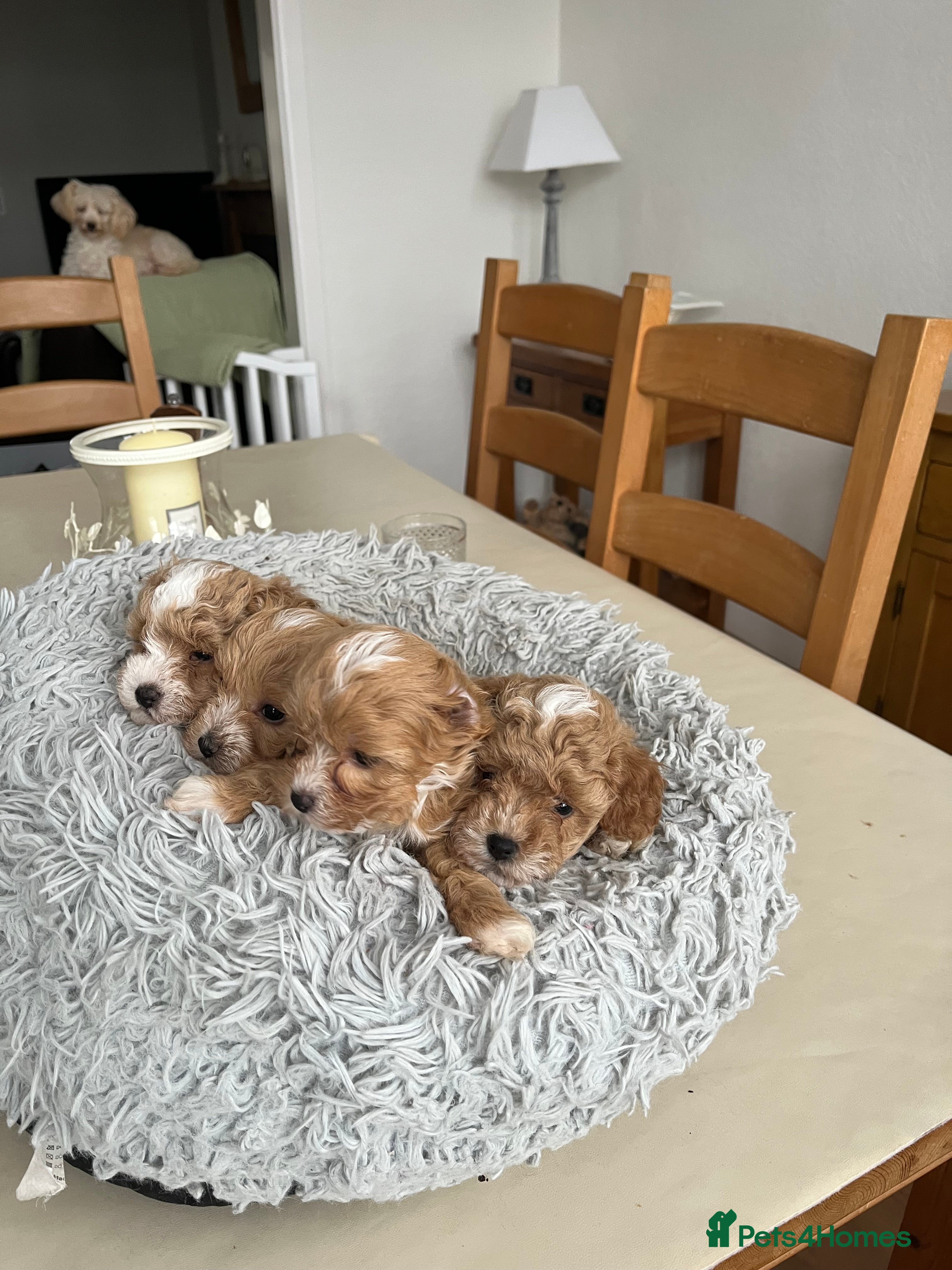 Maltipoo dogs Maltipoos  - Advert 3