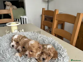 Maltipoo dogs Maltipoos - Advert 1