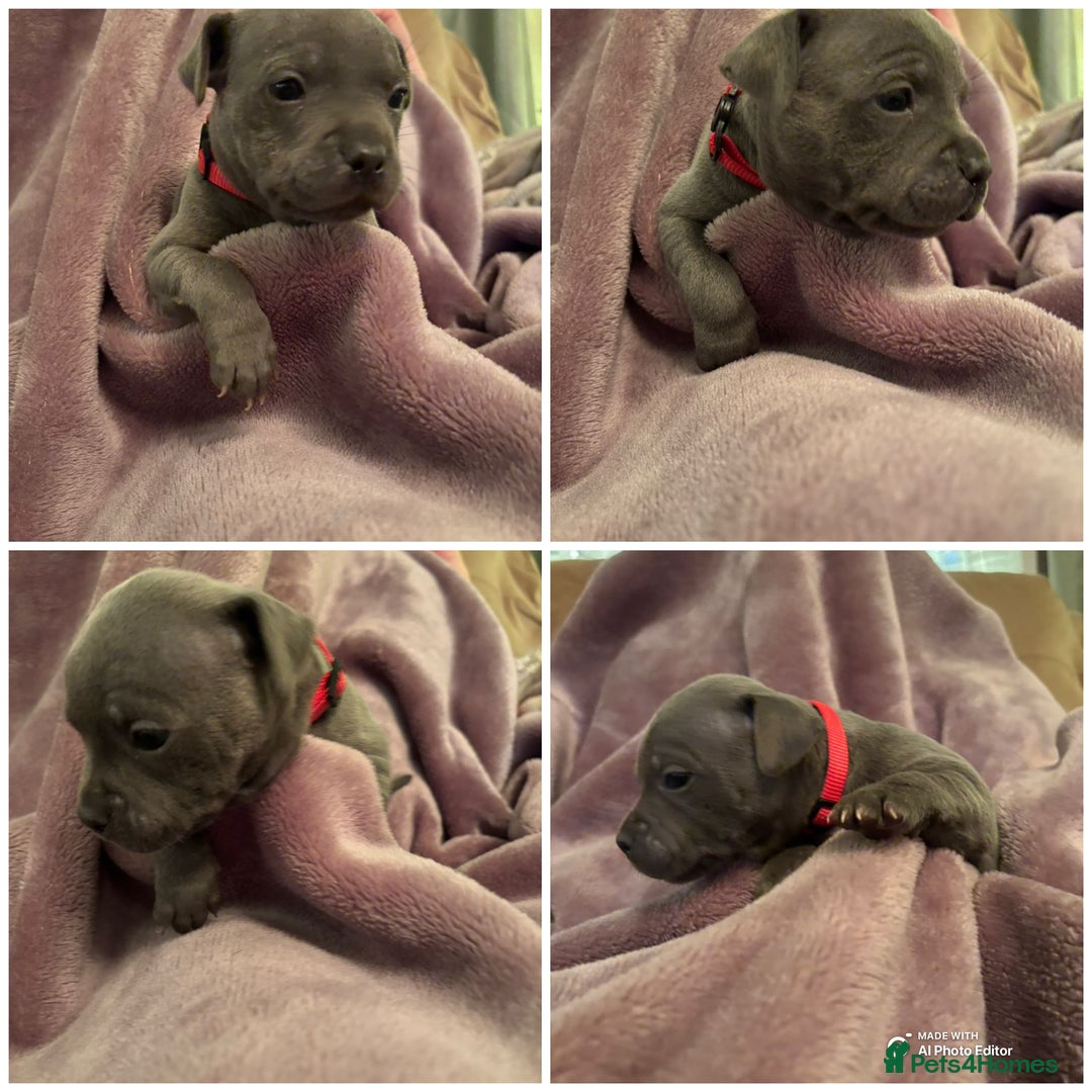 Staffordshire Bull Terrier dogs for sale: Staffordshire Bull Terrier puppies  - Advert 12