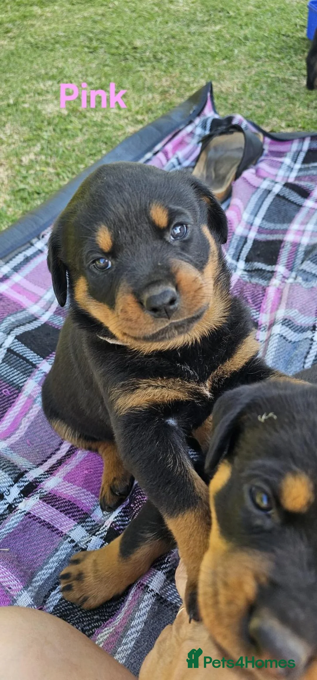 Rottweiler dogs for sale: Full of kissess awesome Big Rotties in Inverness - Advert 2