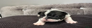 French Bulldog Puppy 1