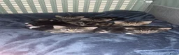 Mixed Breed cats for sale: Mixed breed tabby - Advert 2