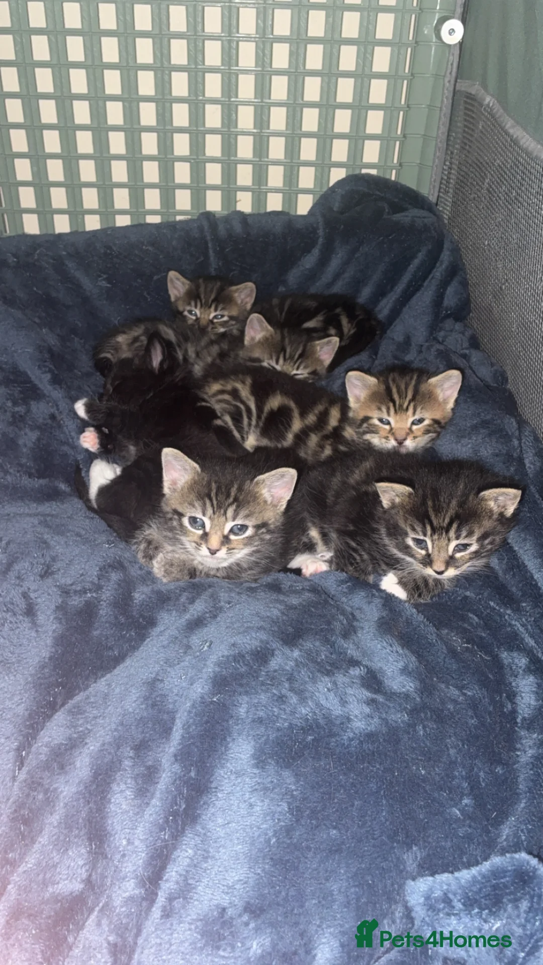 Mixed Breed cats for sale: Mixed breed tabby - Advert 2