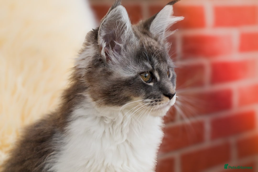 Maine Coon cats for sale: Beautiful Maine Coon Kittens... - Image 4