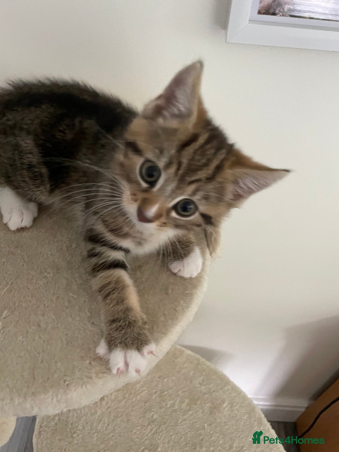 Mixed Breed cats for sale: Beautiful Tabby Baby Boy - Image 4