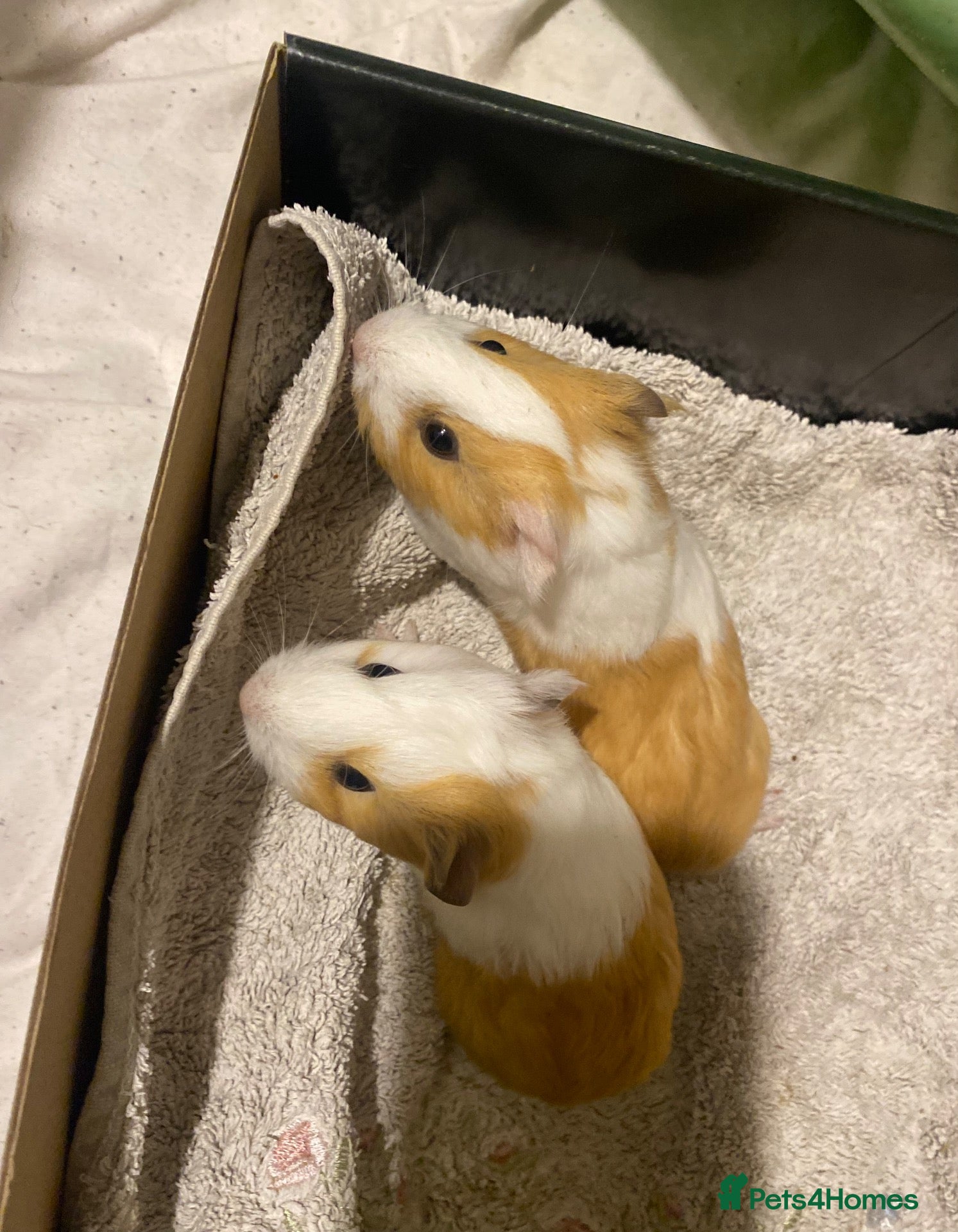 Guinea Pig rodents Young Guineapigs - Advert 1