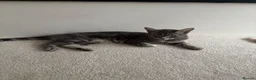 Bengal cats for sale: Half Bengal / Half Tabby Kittens - Advert 2
