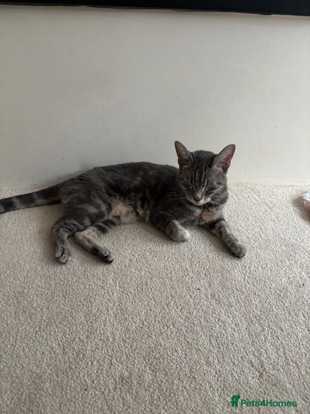 Bengal cats for sale: Half Bengal / Half Tabby Kittens - Advert 2