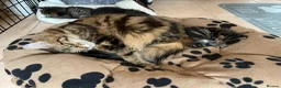 Maine Coon cats for sale: Tufty ears and big paws  - Advert 22