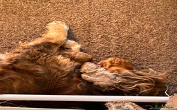 Cocker Spaniel dogs for sale: 🐾🐶 SHOW TYPE COCKER SPANIELS🐶🐾 - Image 32