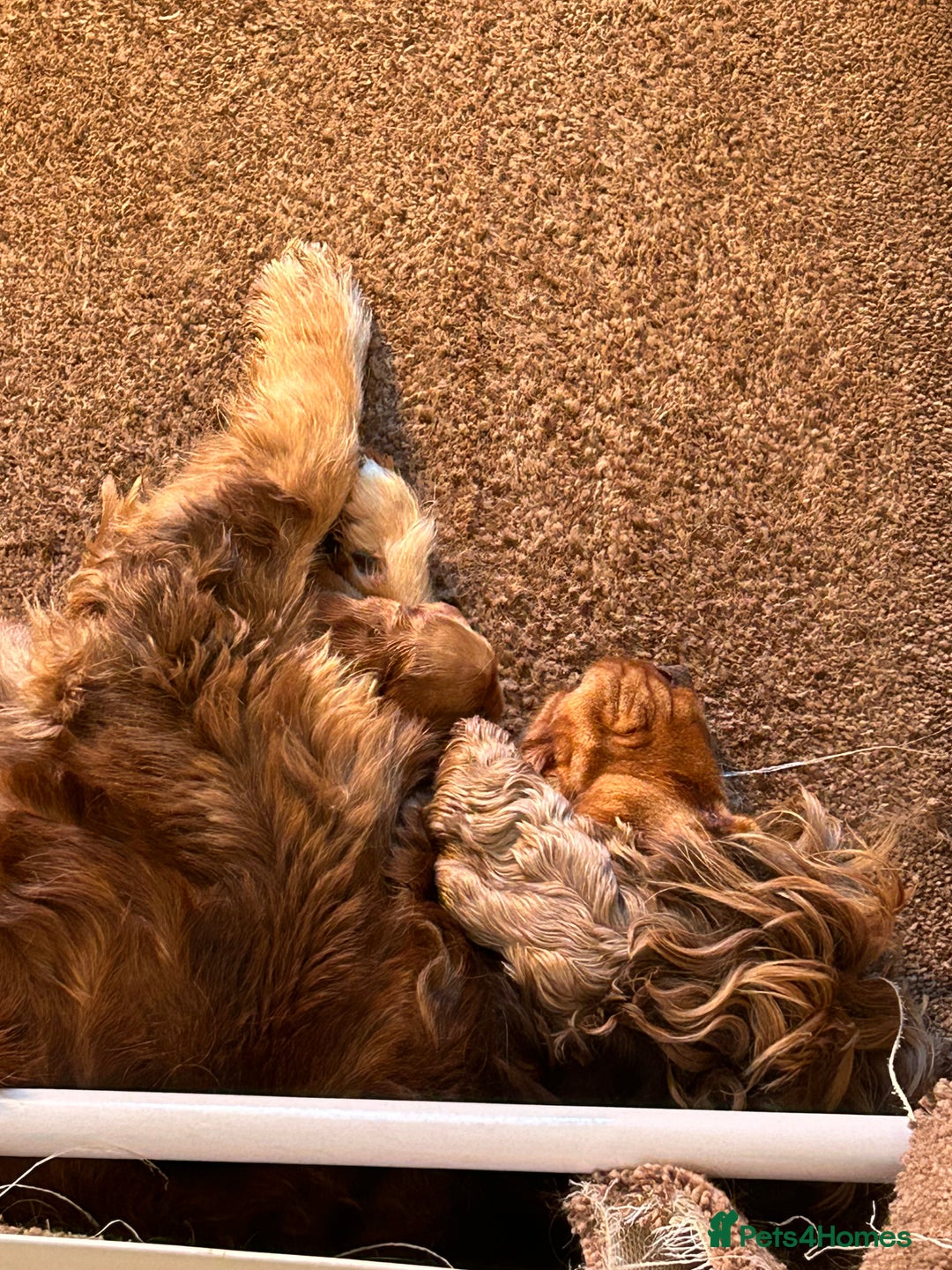 Cocker Spaniel dogs for sale: 🐾🐶 SHOW TYPE COCKER SPANIELS🐶🐾 - Image 32