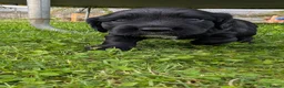 Cocker Spaniel dogs for sale: KC working cocker spaniel - 1 black dog left in Leicester - Advert 2