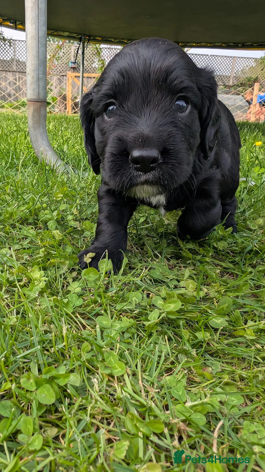 Cocker Spaniel dogs for sale: KC working cocker spaniel - 1 black dog left in Leicester - Advert 2