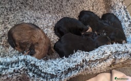 Mixed Breed dogs for sale: Porkies (Pom x Yorkie) Puppies! - Image 9