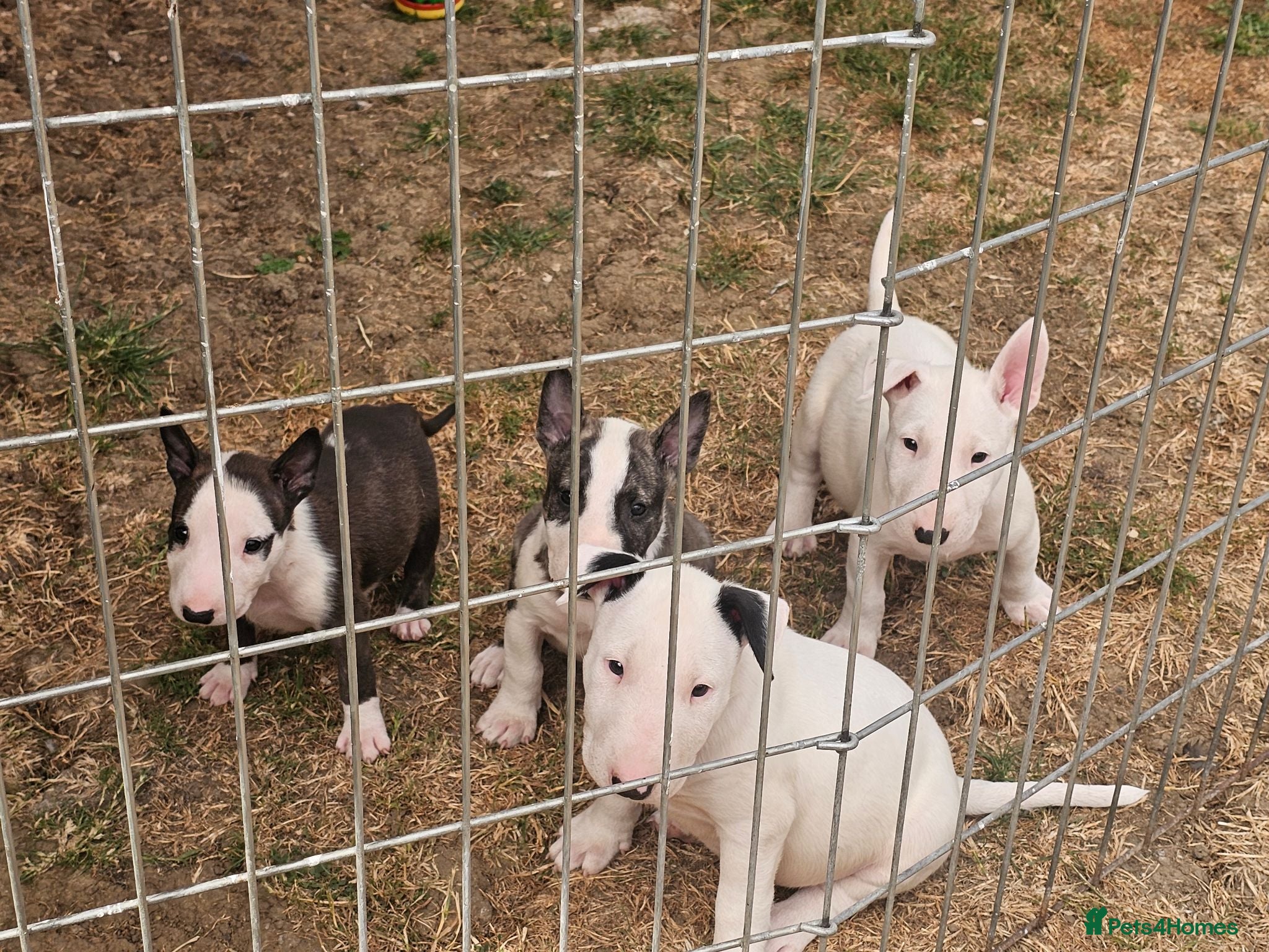 English Bull Terrier dogs English bullterrier pups for sale - Advert 2