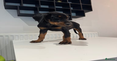 Dobermann dogs - Advert 7