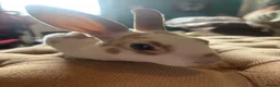 Rex rabbits for sale: 3 Baby mini Rex bunnies for sale 2 boys 1 girl  - Advert 1