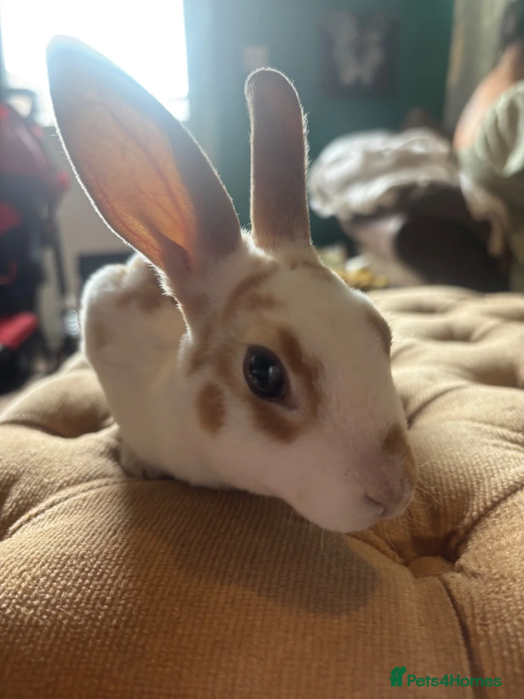Rex rabbits for sale: 3 Baby mini Rex bunnies for sale 2 boys 1 girl  - Advert 1