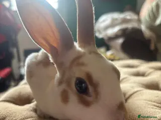 Rex rabbits 3 Baby mini Rex bunnies for sale 2 boys 1 girl - Advert 5