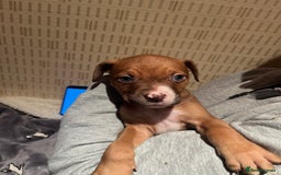 Mixed Breed dogs for sale: Mastiff hybrid - Advert 11