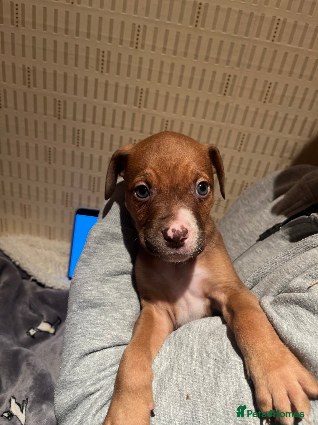 Mixed Breed dogs for sale: Mastiff hybrid - Advert 11