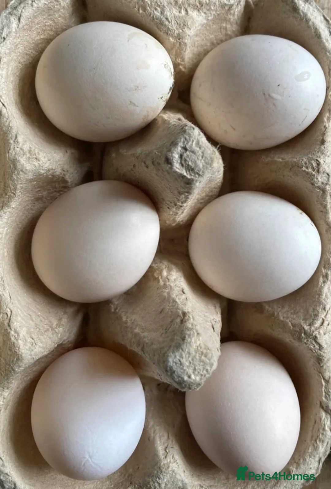 Chickens poultry for sale: Silkie hatching eggs - Advert 2