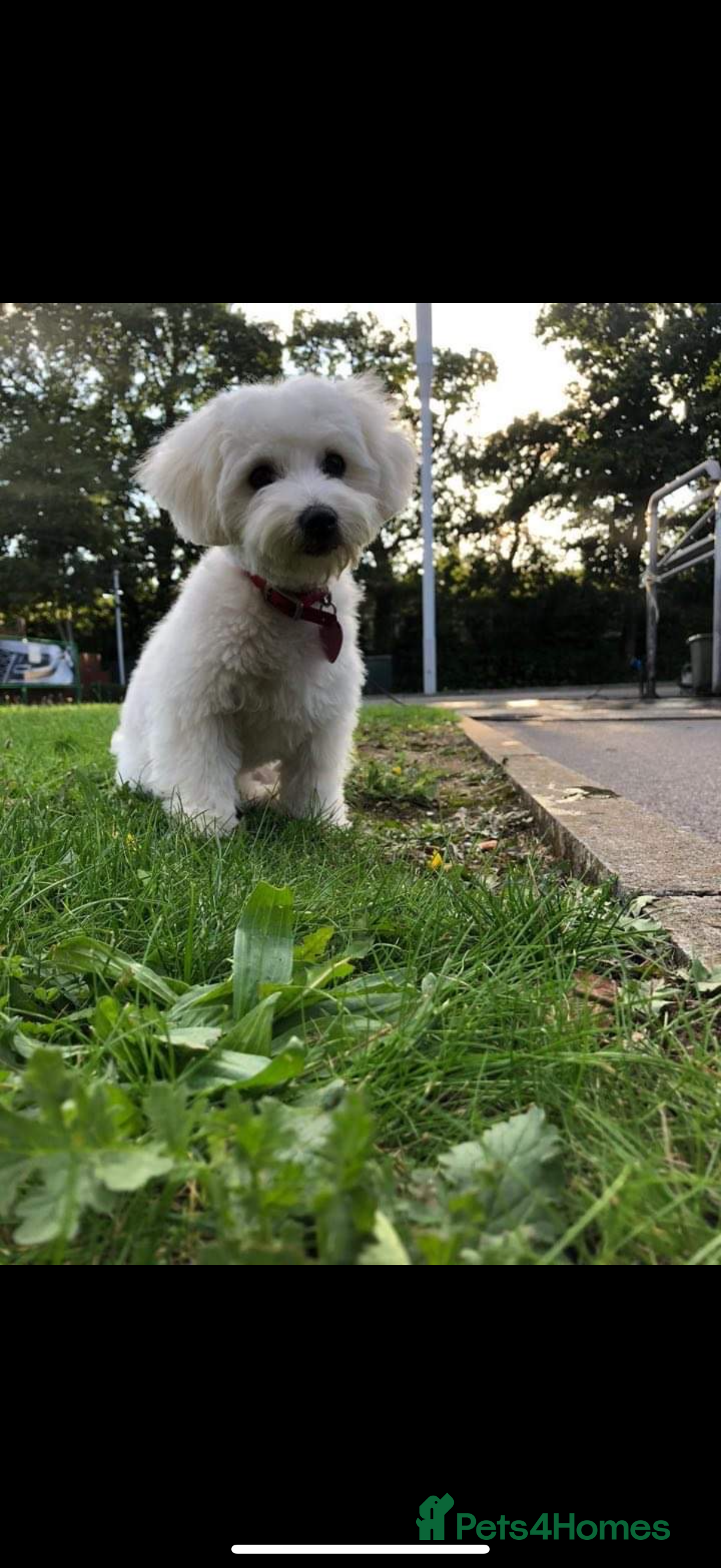 Maltese dogs 🐶 Bichon Maltese Puppies for Sale – Home Bred - Advert 2