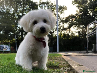 Maltese dogs 🐶 Bichon Maltese Puppies for Sale – Home Bred - Advert 2