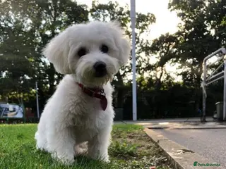 Maltese dogs 🐶 Bichon Maltese Puppies for Sale – Home Bred - Advert 5