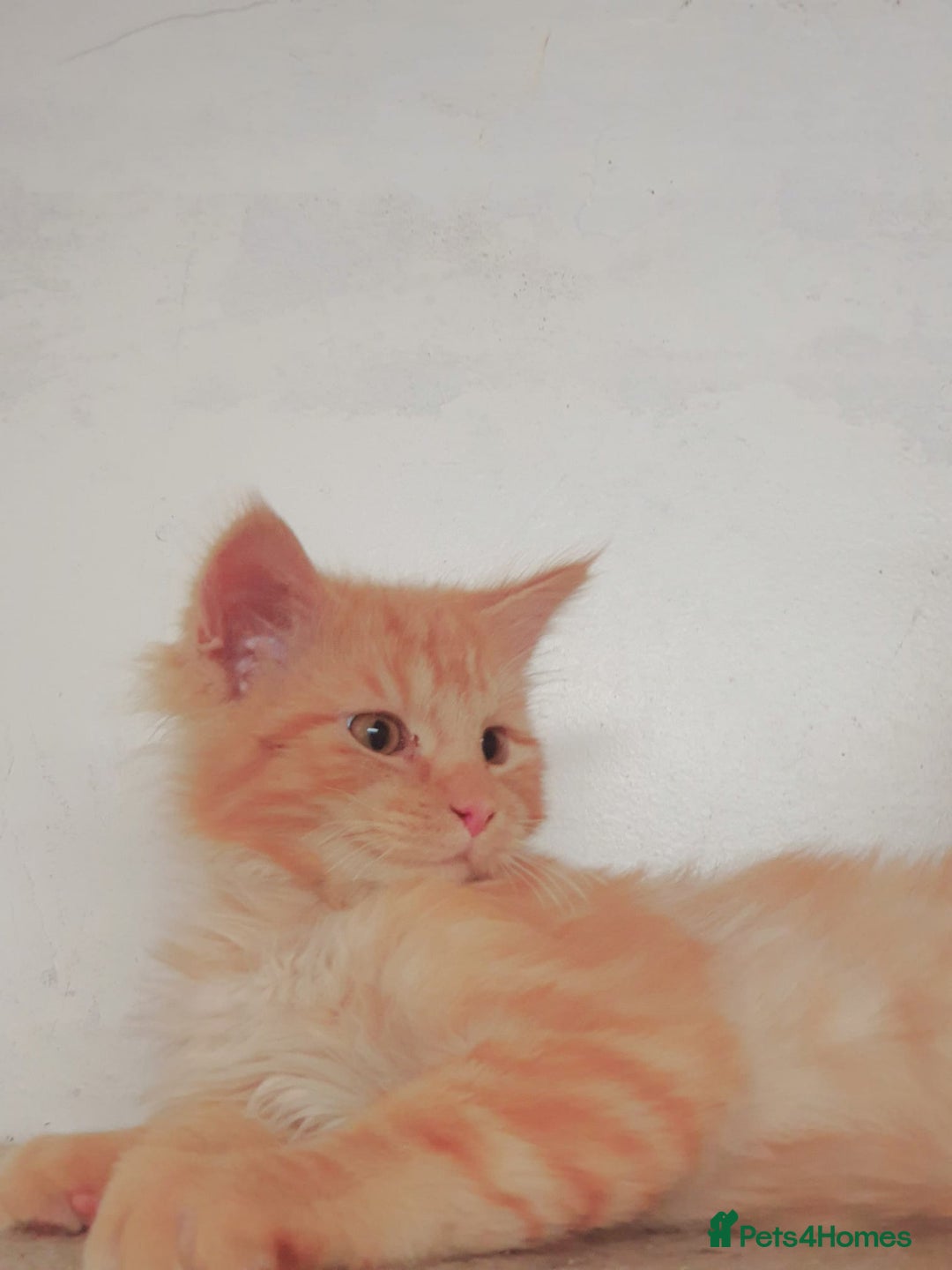 Maine Coon cats for sale: Main coon kittens - Advert 10