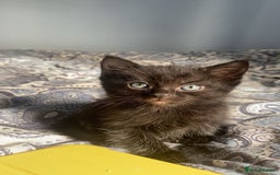 Siberian cats for sale: Beautiful Siberian mixed orange tabby cat!  - Image 2