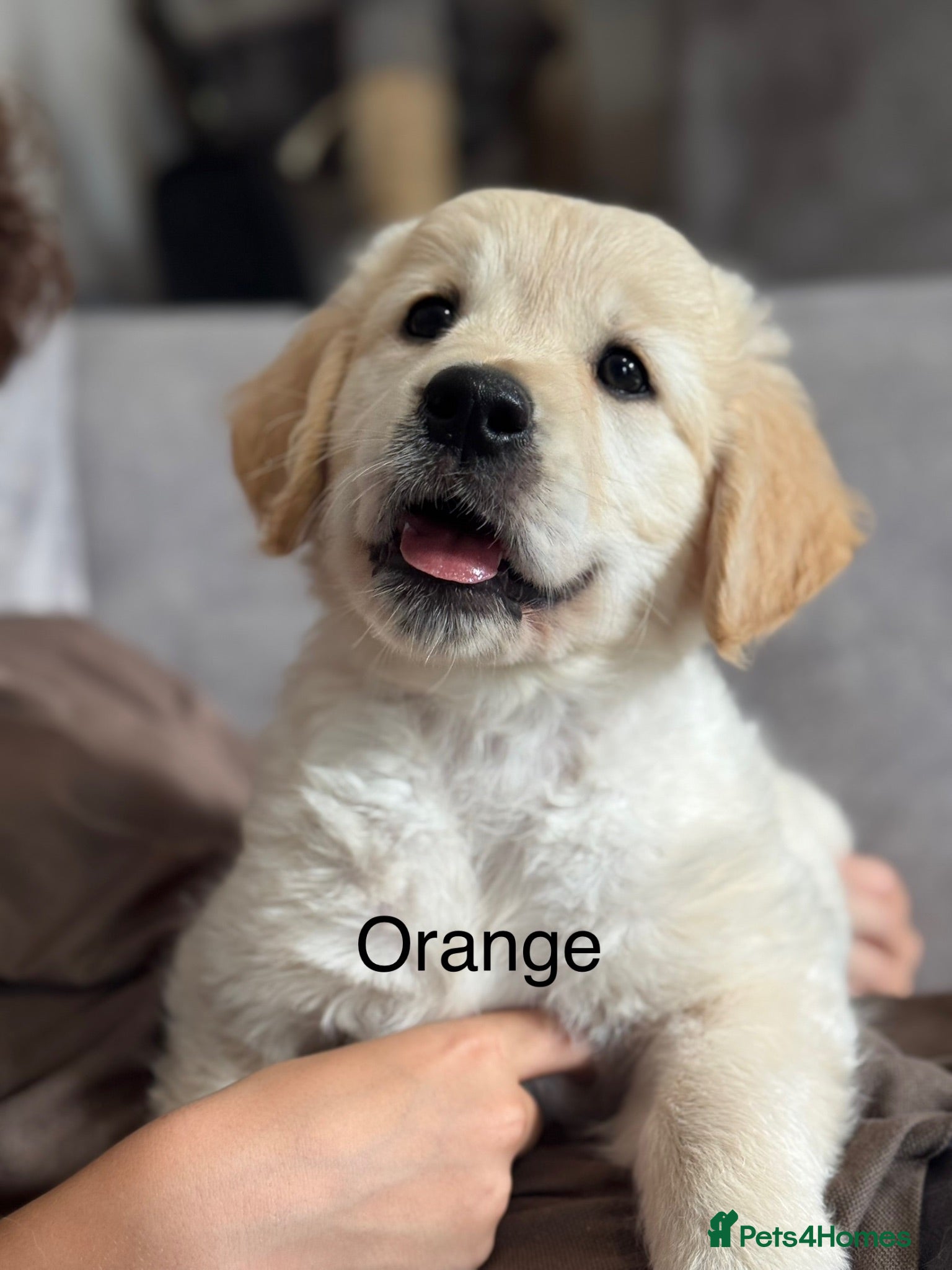 Golden Retriever dogs Health tested, KC reg Golden retriever puppies - Advert 3