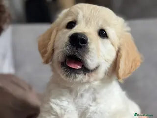 Golden Retriever dogs Health tested, KC reg Golden retriever puppies - Advert 3