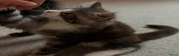 Maine Coon cats for sale: Maine Coon kittens XXL - Advert 8