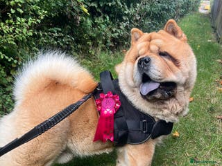 Chow Chow dogs 🔥STUD🔥 - Advert 5