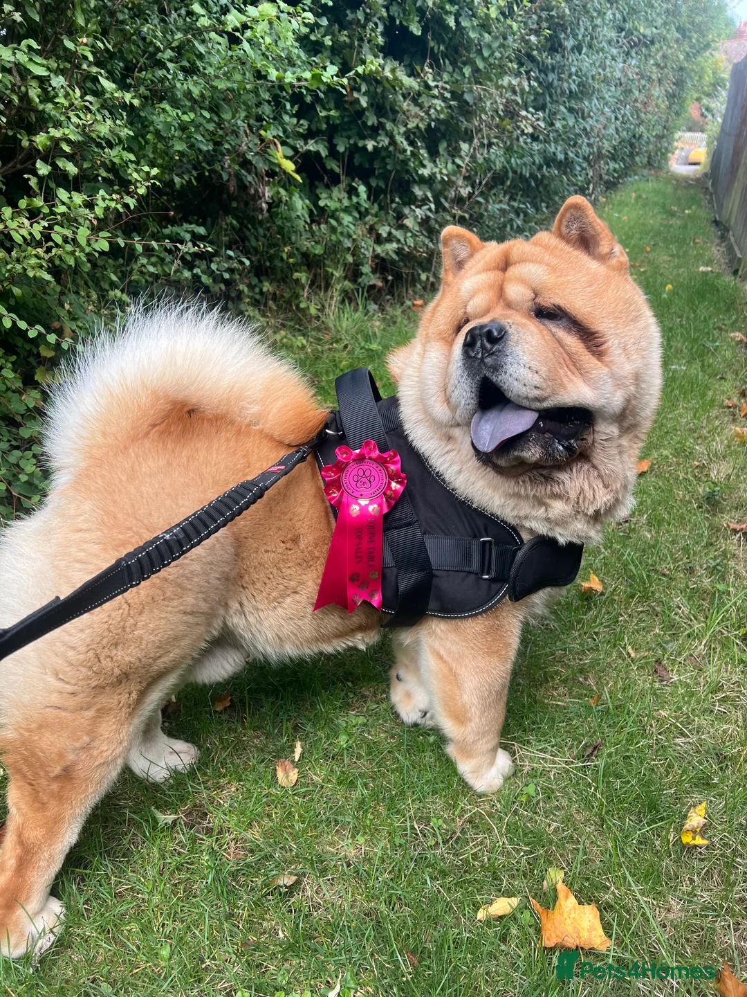 Chow Chow dogs for stud: 🔥STUD🔥 - Advert 1