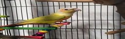 Conures birds for sale: 2 conures for sale - Advert 1
