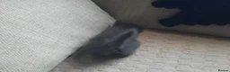 Domestic Shorthair cats for sale: Domestic shorthair  - Advert 2