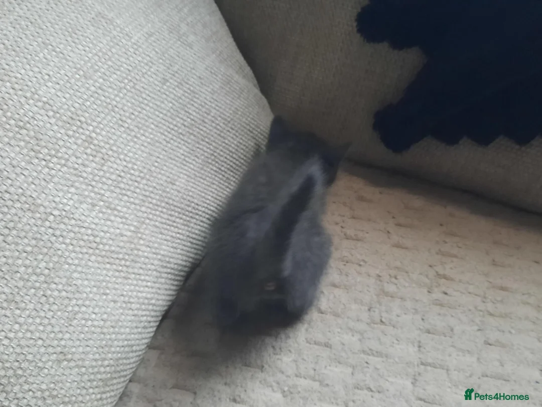 Domestic Shorthair cats for sale: Domestic shorthair  - Advert 2