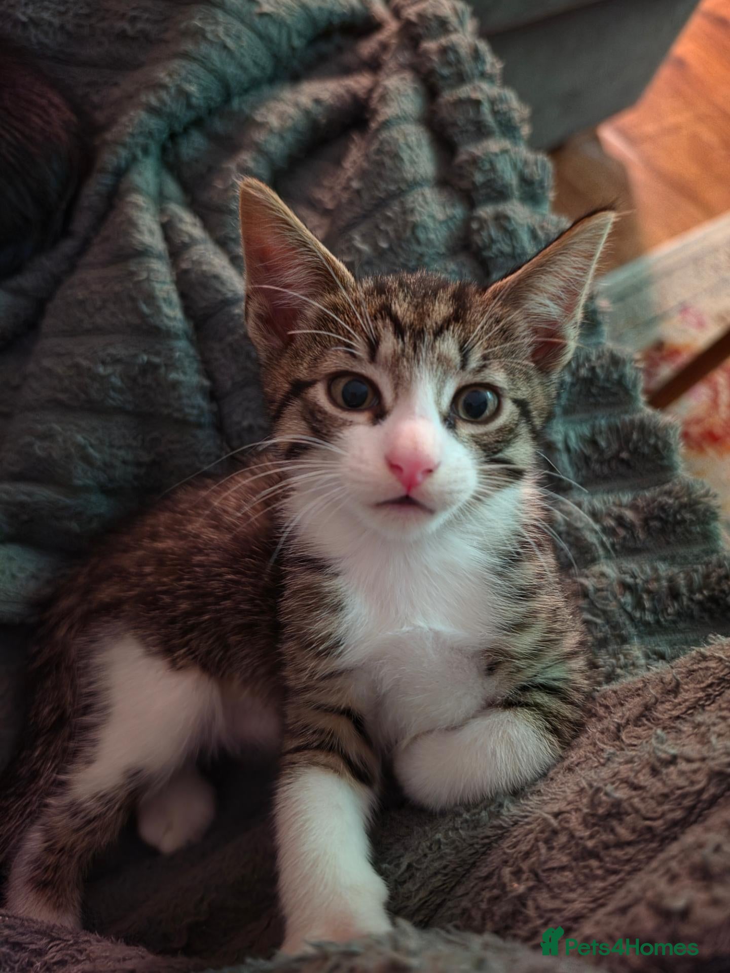 Mixed Breed cats One tabby boy left - Advert 1