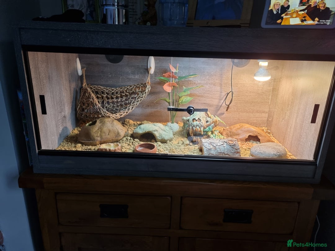 Gecko reptiles for sale: Leopard Gecko - Image 6