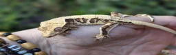 Gecko reptiles for sale: Crested geckos  - Advert 8