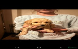 Miniature Poodle dogs for sale: Miniature poodles, beautiful lovley poodles - Image 5