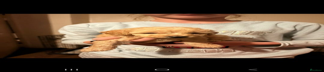 Miniature Poodle Puppy 4